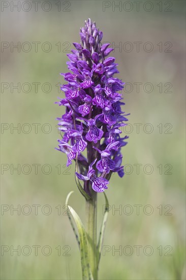 Southern marsh orchid