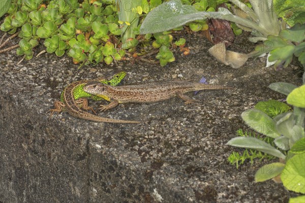 Sand lizard