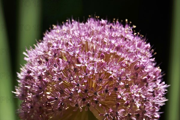 Ornamental garlic