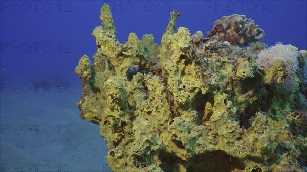 Yellow-green Sponge