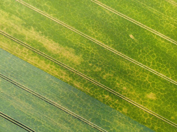 Aerial view of a cornfield with tyre tracks