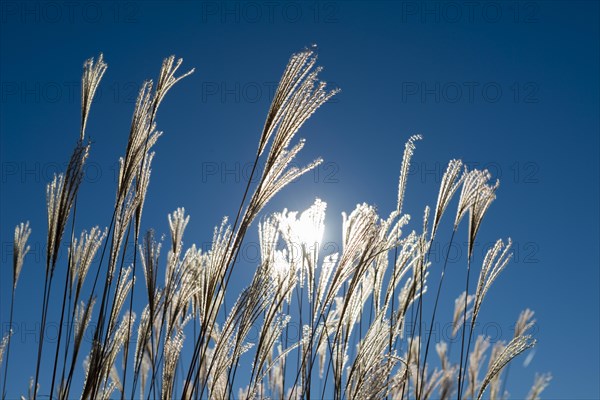 Seagrass Against Blue Sky and Sun