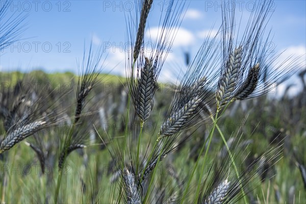 Black emmer in early summer near Hofheim in Lower Franconia