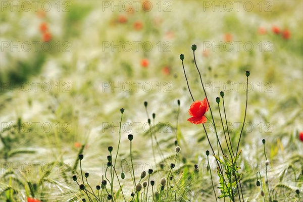 Single corn poppy blossom between poppy pods in a barley field