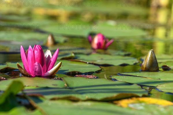 Pink water lily star flower in an artificial pond. Jardin des deux rives