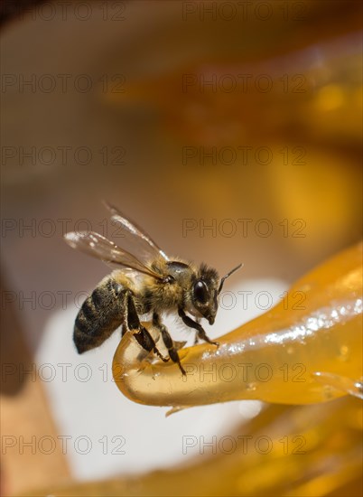 Bee is feeding on dried fruit pulp