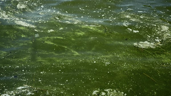 In Black Sea Blue-green algae blooms