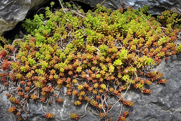 White stonecrop