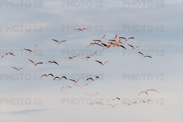 Greater Flamingos