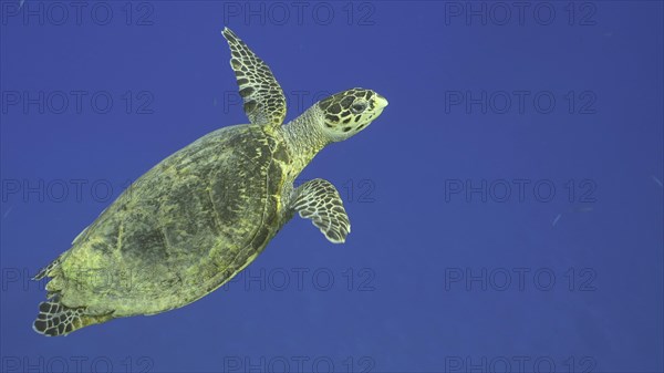 Hawksbill Sea Turtle