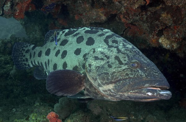 Potato grouper