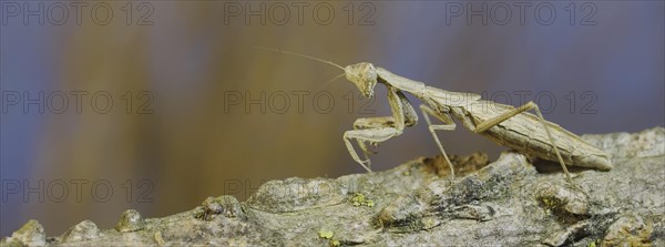 The female praying mantis sits on tree branch masquerading against its background and turns its head looking around. Crimean praying mantis