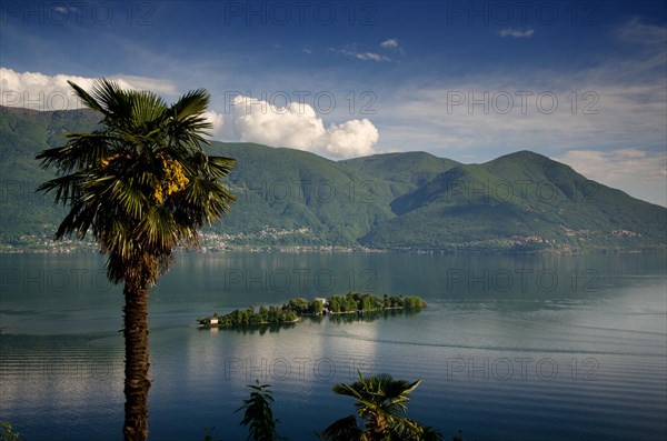 Brissago Islands on an Alpine Lake Maggiore with a Palm Tree and Mountain in Ticino