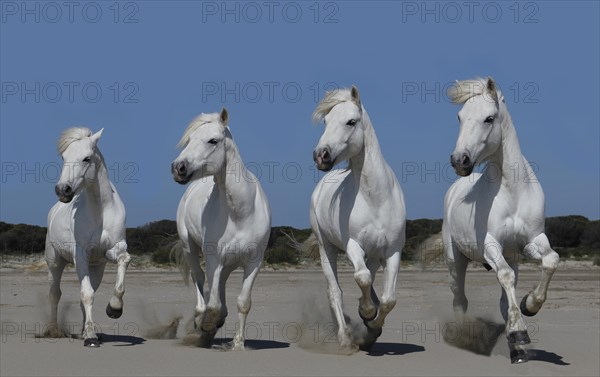 Camargue Horse