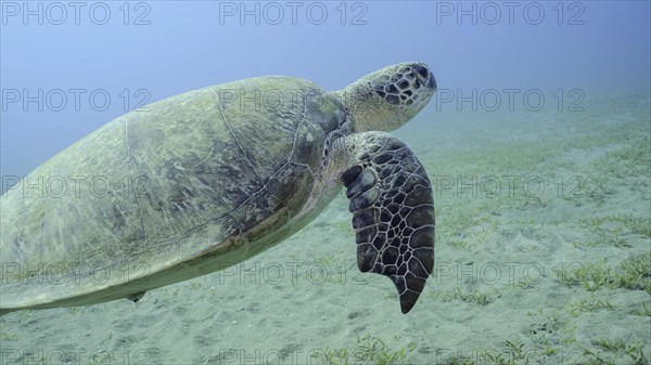 Sea Turtle with bite marks on fins swims in blue water. Close-up of Great Green Sea Turtle