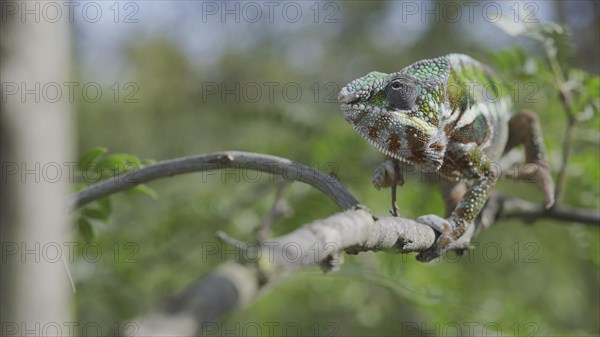 Green chameleon walks along branch and looksat around on bright sunny day on the green trees background. Panther chameleon