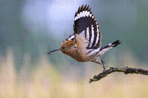 Hoopoe