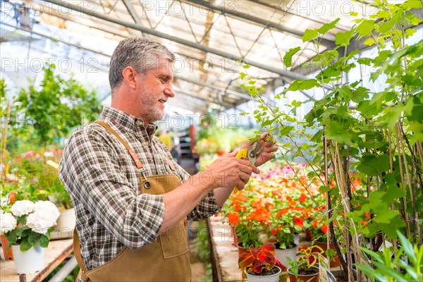 Gardener working in a nursery inside the greenhouse cutting the flowers