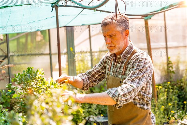 Elderly gardener working in a nursery inside the greenhouse checking the flowers in the sunrise