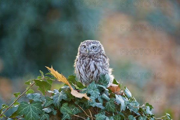 Little Owl