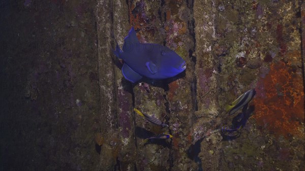 Close up of Blue Triggerfish