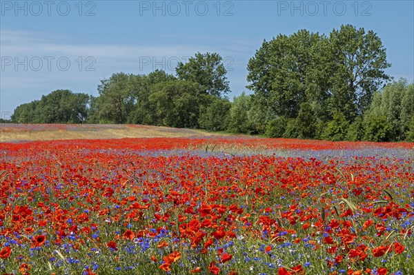 Poppy flowers