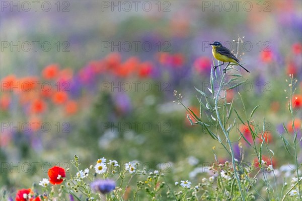 Yellow Wagtail