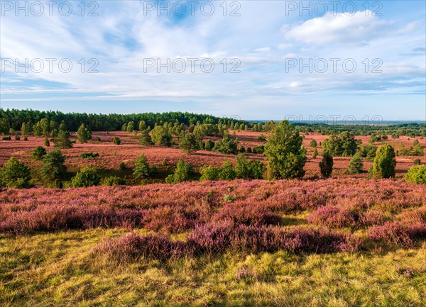 Typical heath landscape at Wilseder Berg with flowering heather