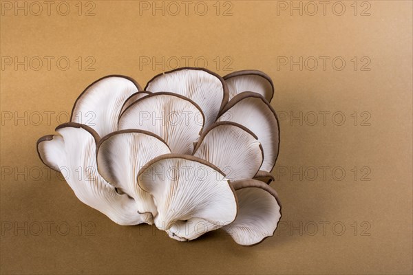 Oyster mushroom