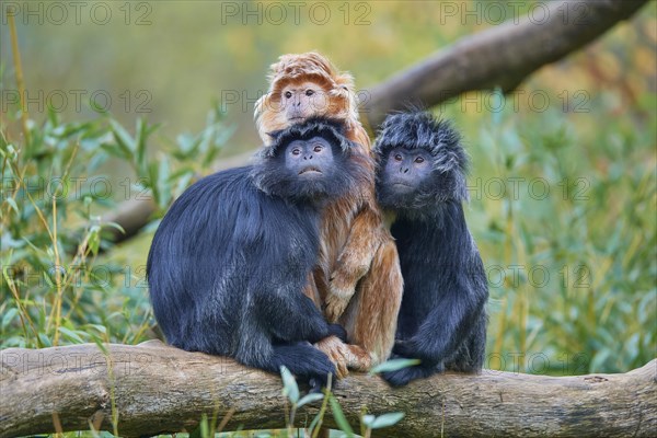 Javan lutung