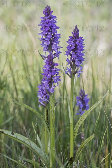 Southern marsh orchid