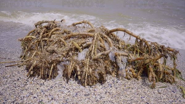 Plastic mixed with reed roots lies on sand
