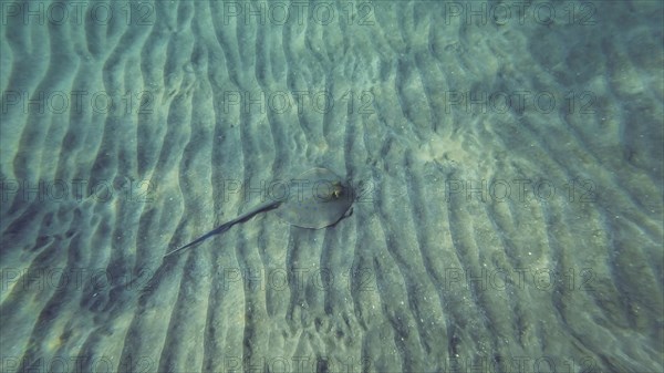 Top vieew of Stingray floating over seabed on sunny day.Blue spotted Stingray or Bluespotted Ribbontail Ray