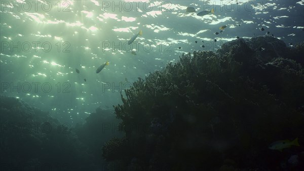 Silhouettes of tropical fish swims next to coral reef on surface water and setting sun background