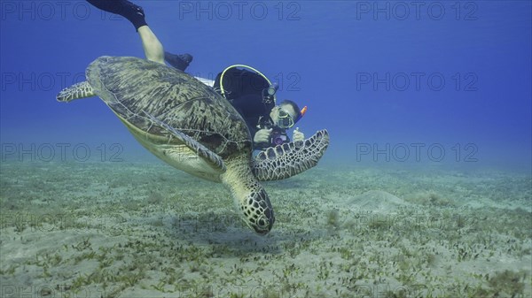 Scubadiver filming Sea Turtle swims down to seabed. Male aquanaut shoots video Green Sea Turtle