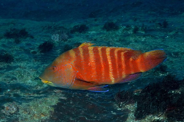 Colourful Natal tooth wrasse