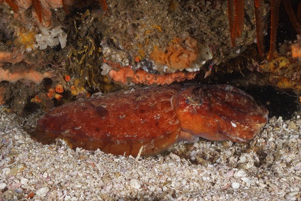 Patchwork squid