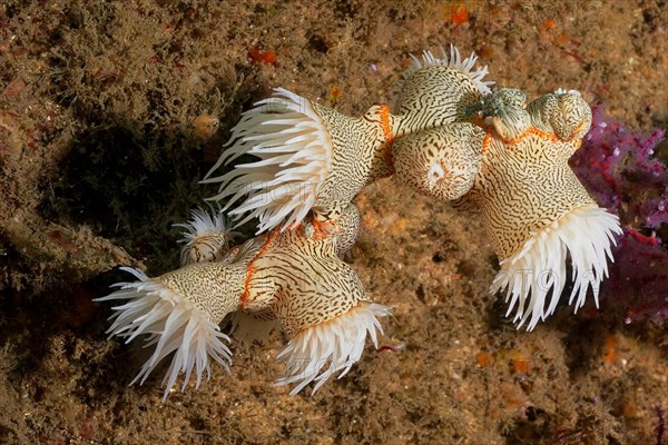 Tiger anemone