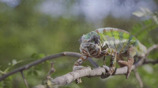 Green chameleon walks along branch and looksat around on bright sunny day on the green trees background. Panther chameleon