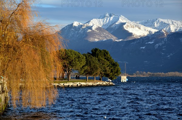 Snow-capped Mountain and an Alpine Lake Maggiore with Tree in Autumn in Locarno