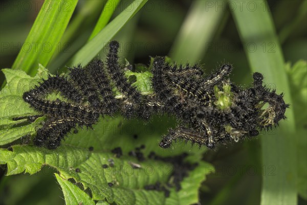 Small tortoiseshell