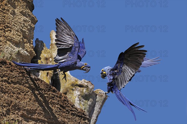 Hyacinth Macaw