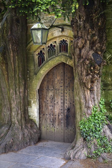 Two old english yew