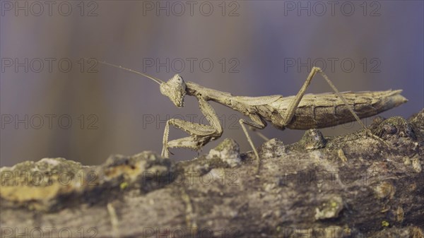 The female praying mantis sits on tree branch masquerading against its background and turns its head looking around. Crimean praying mantis