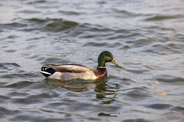 Male Mallard