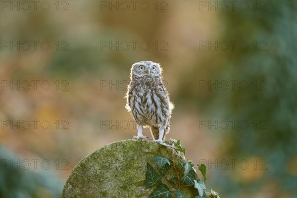 Little Owl