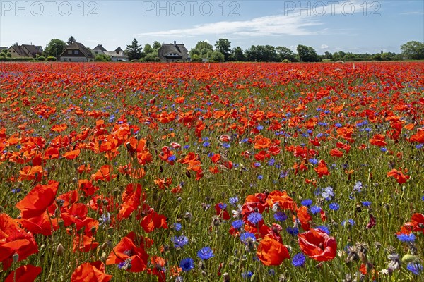 Poppy flowers