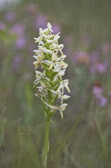 Lesser butterfly-orchid