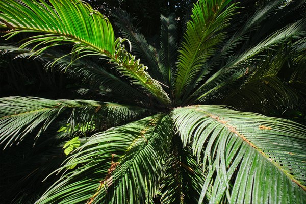 Fern palm sago palm Cycas revoluta leaves close up shot in sun. Cycas or cycad palm leaves green pattern