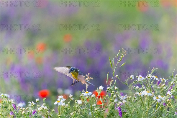 Western yellow wagtail